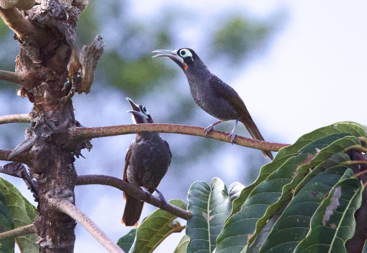 Yellow-browed Melidectes - ML621077083