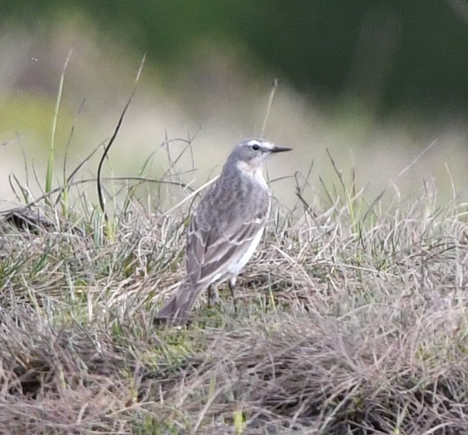 Water Pipit - ML621077113