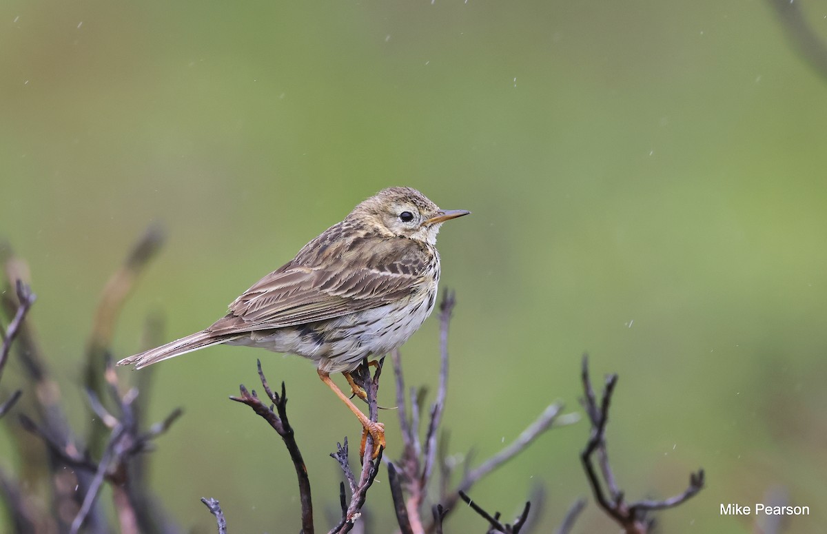 Meadow Pipit - ML621077187