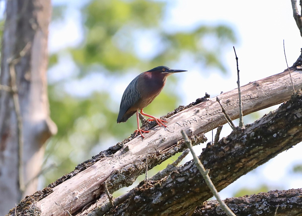 Green Heron - ML621077191