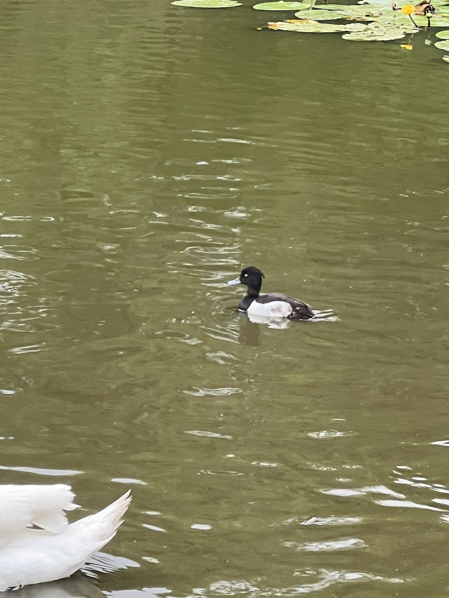 Tufted Duck - ML621077195