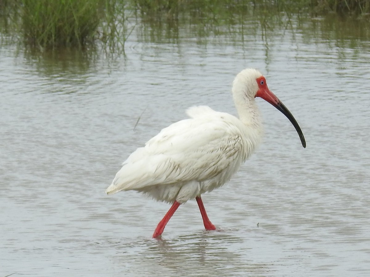 ibis bílý - ML621077263