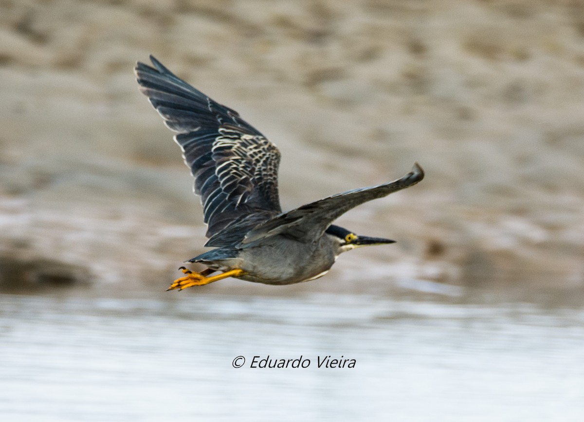 Striated Heron (South American) - ML621077278