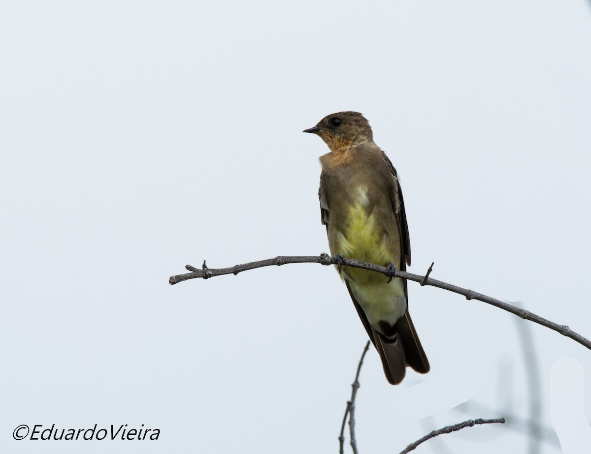 Southern Rough-winged Swallow - ML621077285