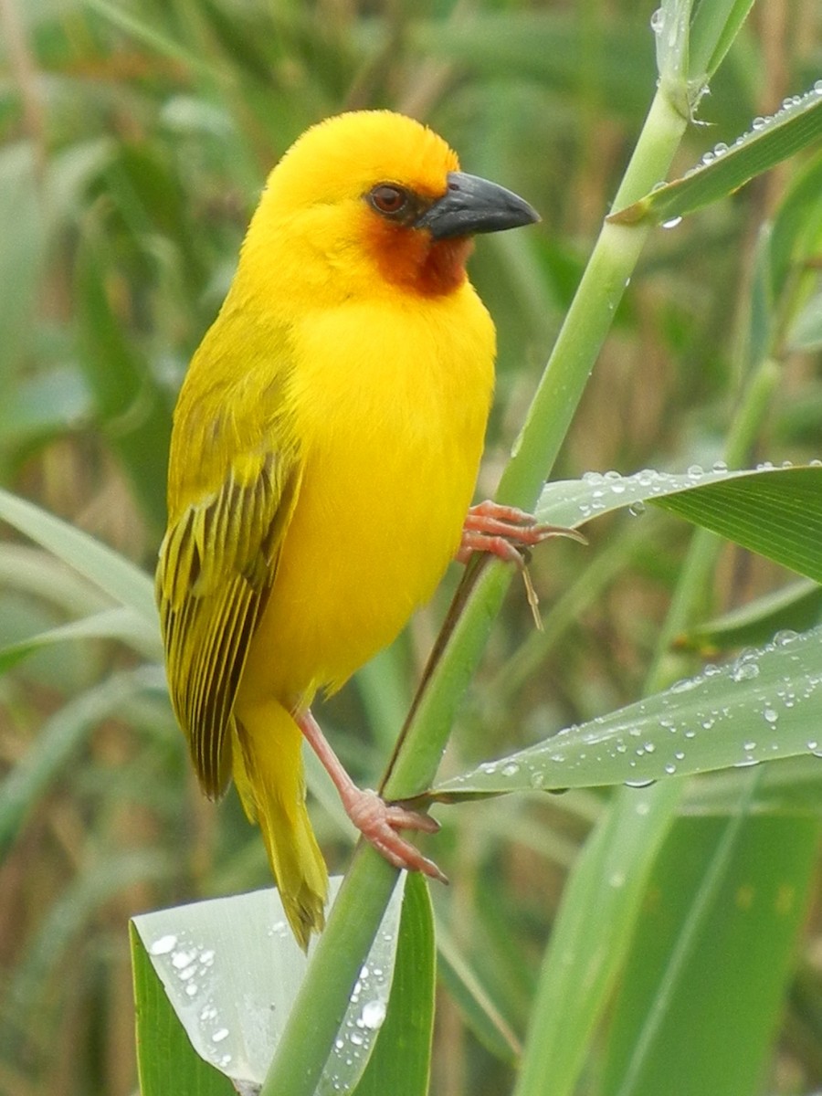 Southern Brown-throated Weaver - ML621077287
