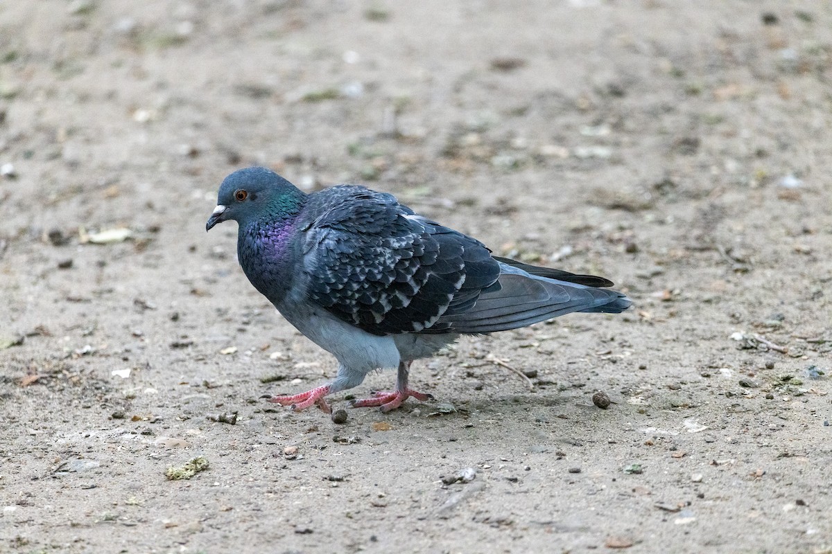 Rock Pigeon (Feral Pigeon) - ML621077295
