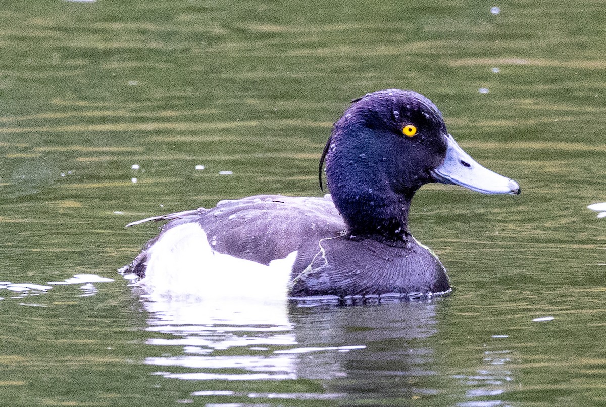 Tufted Duck - ML621077311