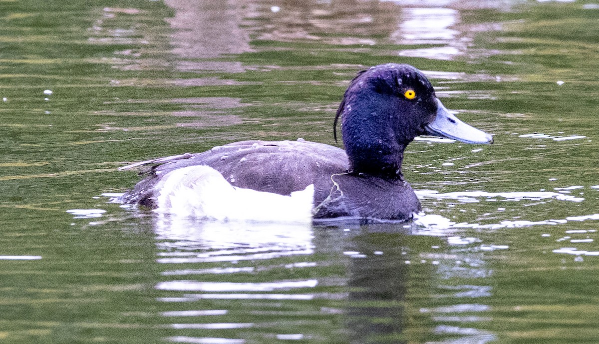 Tufted Duck - ML621077314