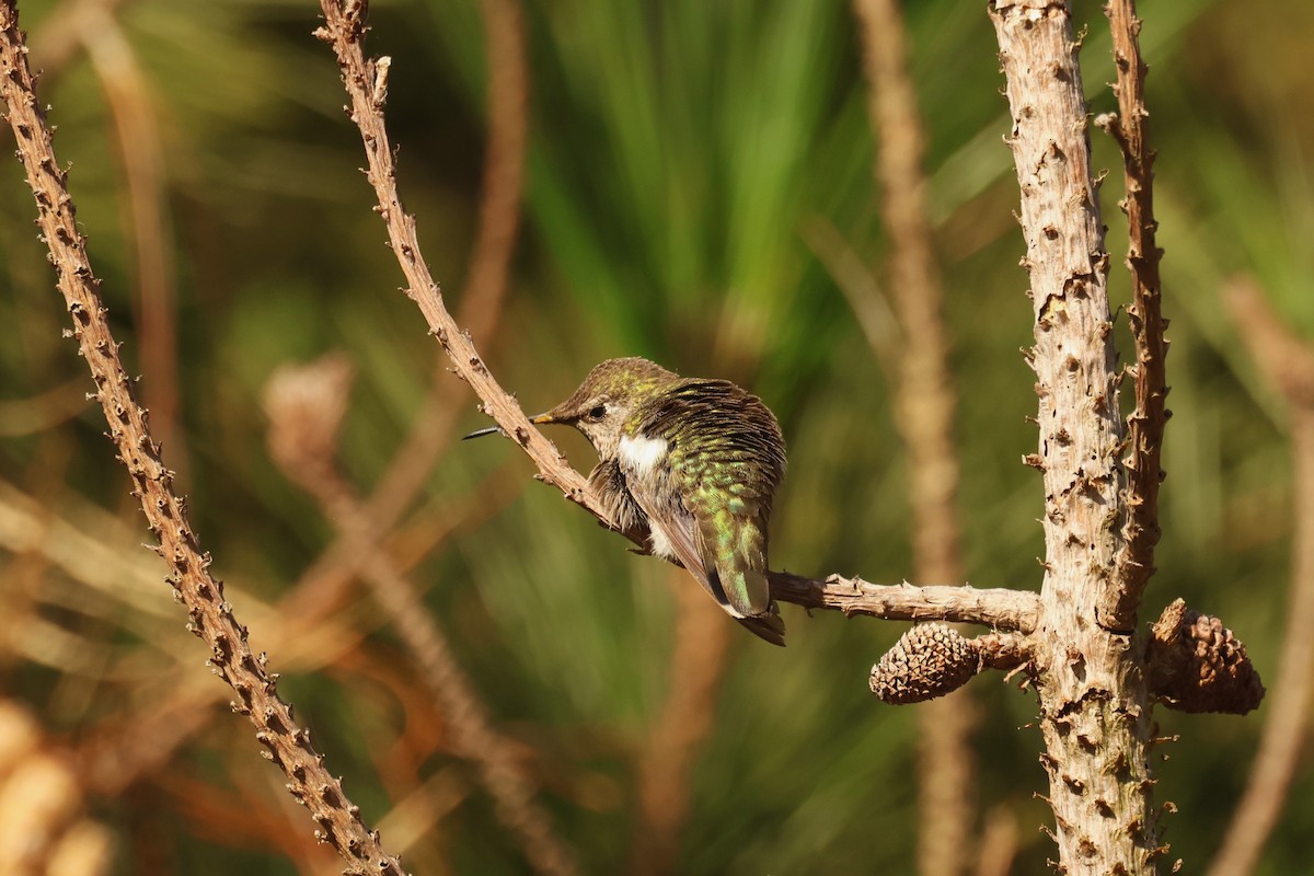 Anna's Hummingbird - ML621077325