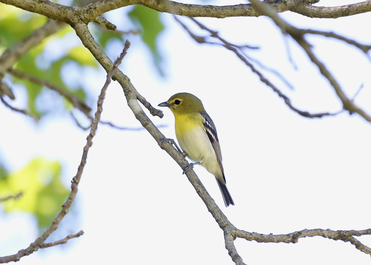 Yellow-throated Vireo - ML621077331