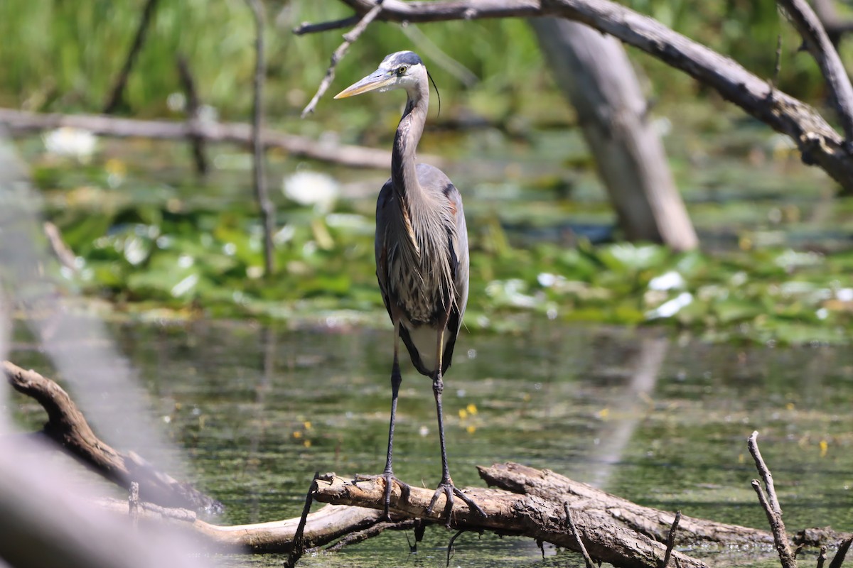 Great Blue Heron - ML621077340