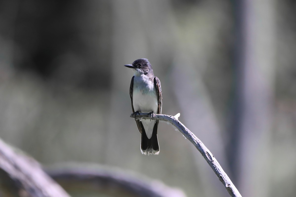 Eastern Kingbird - ML621077396