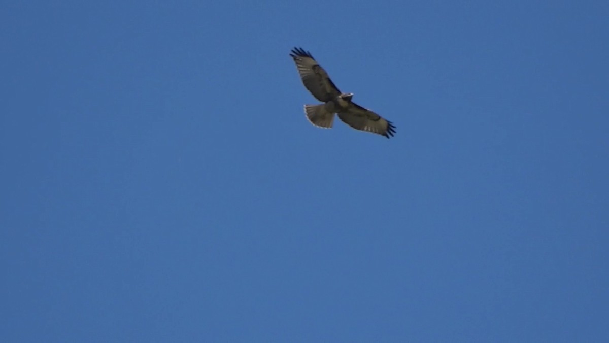 Red-tailed Hawk - ML621077405
