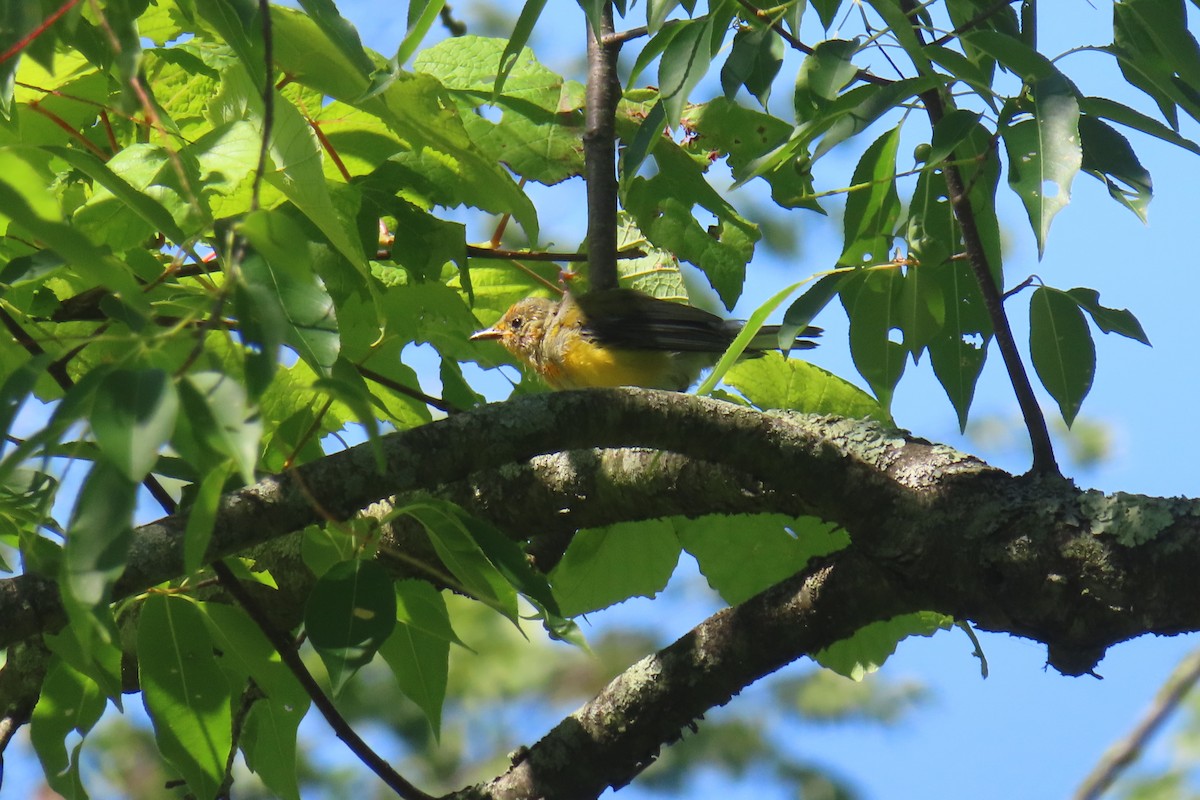 Prothonotary Warbler - ML621077423