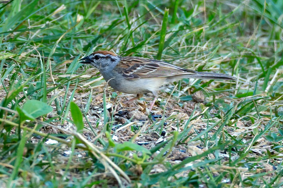 Chipping Sparrow - George Holt