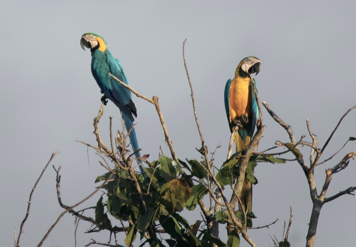 Blue-and-yellow Macaw - ML621077440