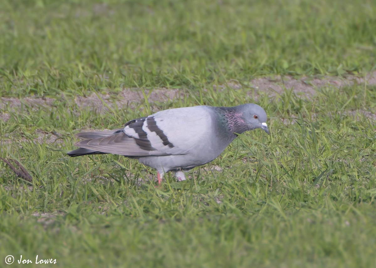 Rock Pigeon (Wild type) - ML621077459