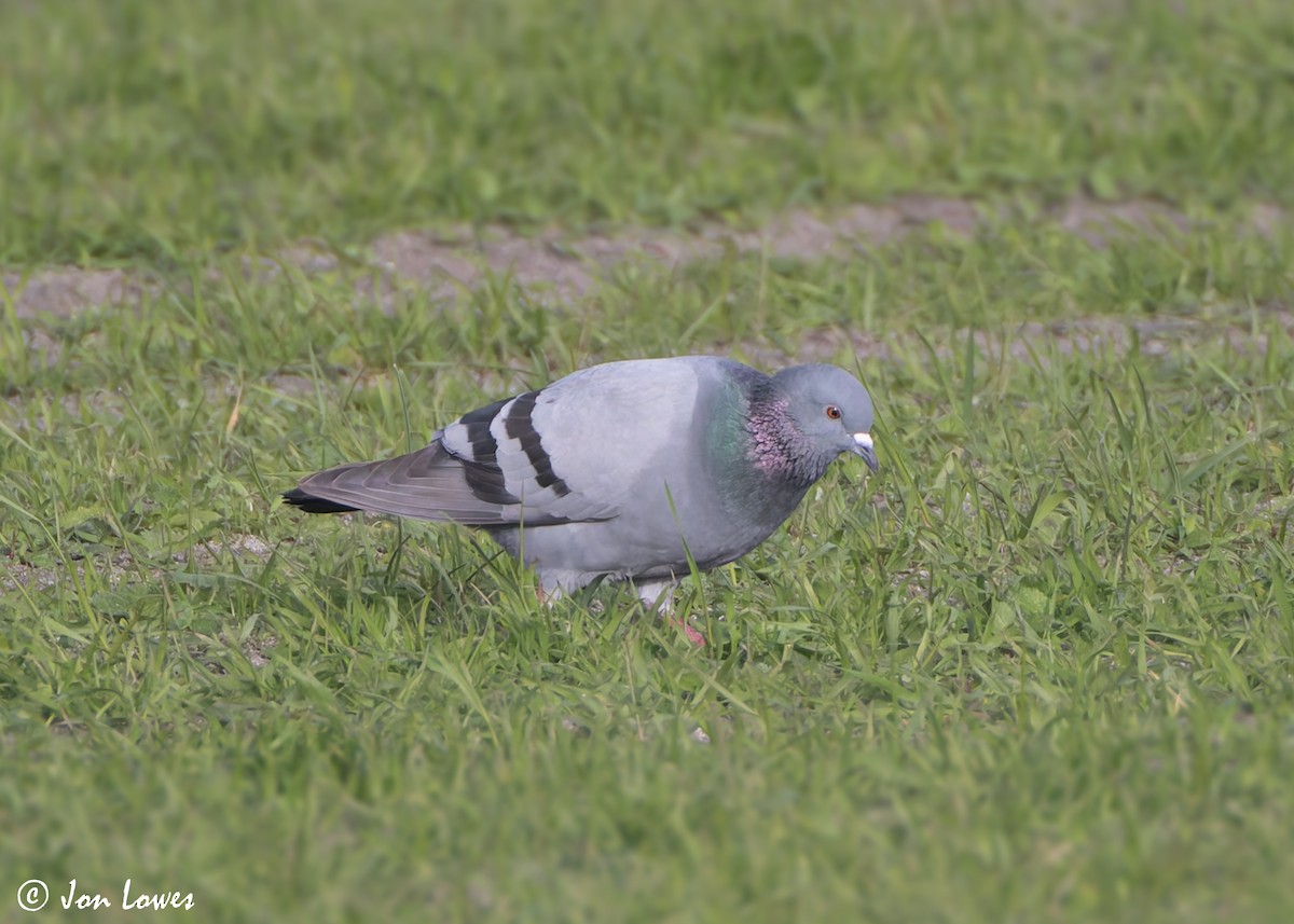 Pigeon biset (forme sauvage) - ML621077460