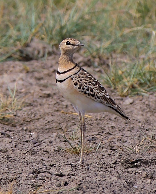 Double-banded Courser - ML621077467