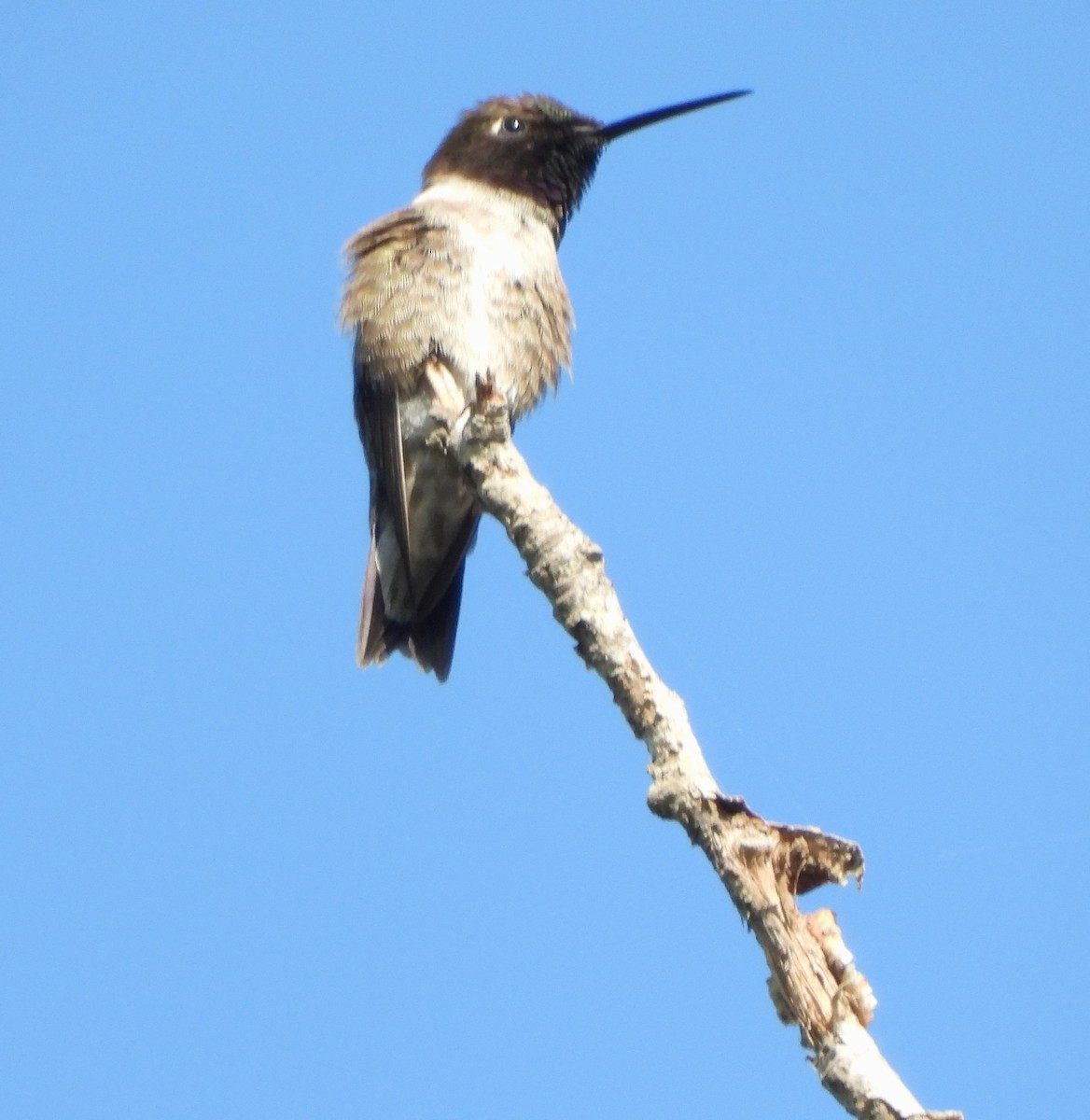 Black-chinned Hummingbird - ML621077468