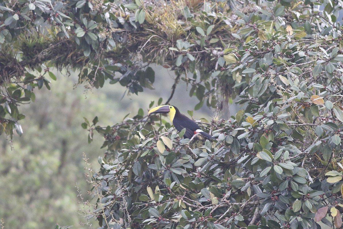 Yellow-throated Toucan (Chestnut-mandibled) - ML621077480