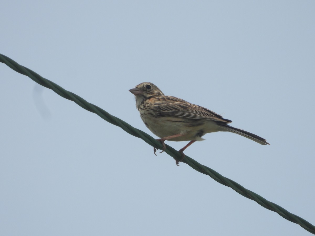 Vesper Sparrow - ML621077489