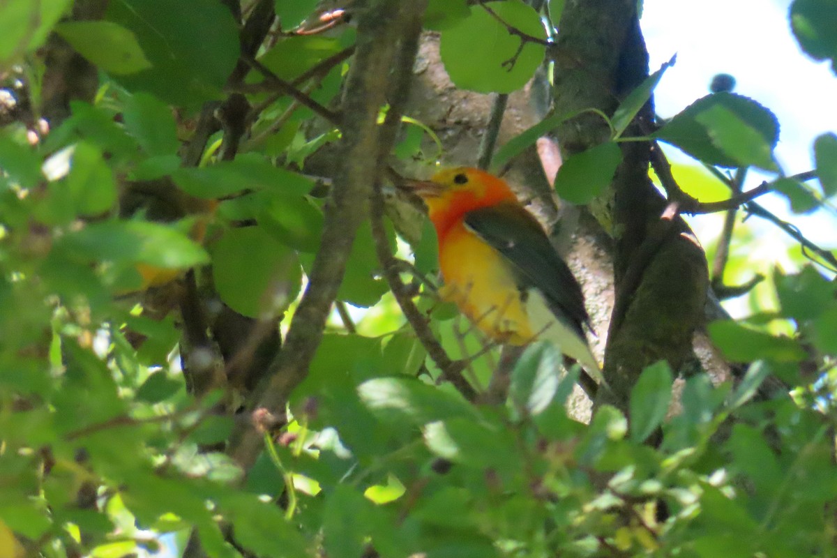 Prothonotary Warbler - ML621077492
