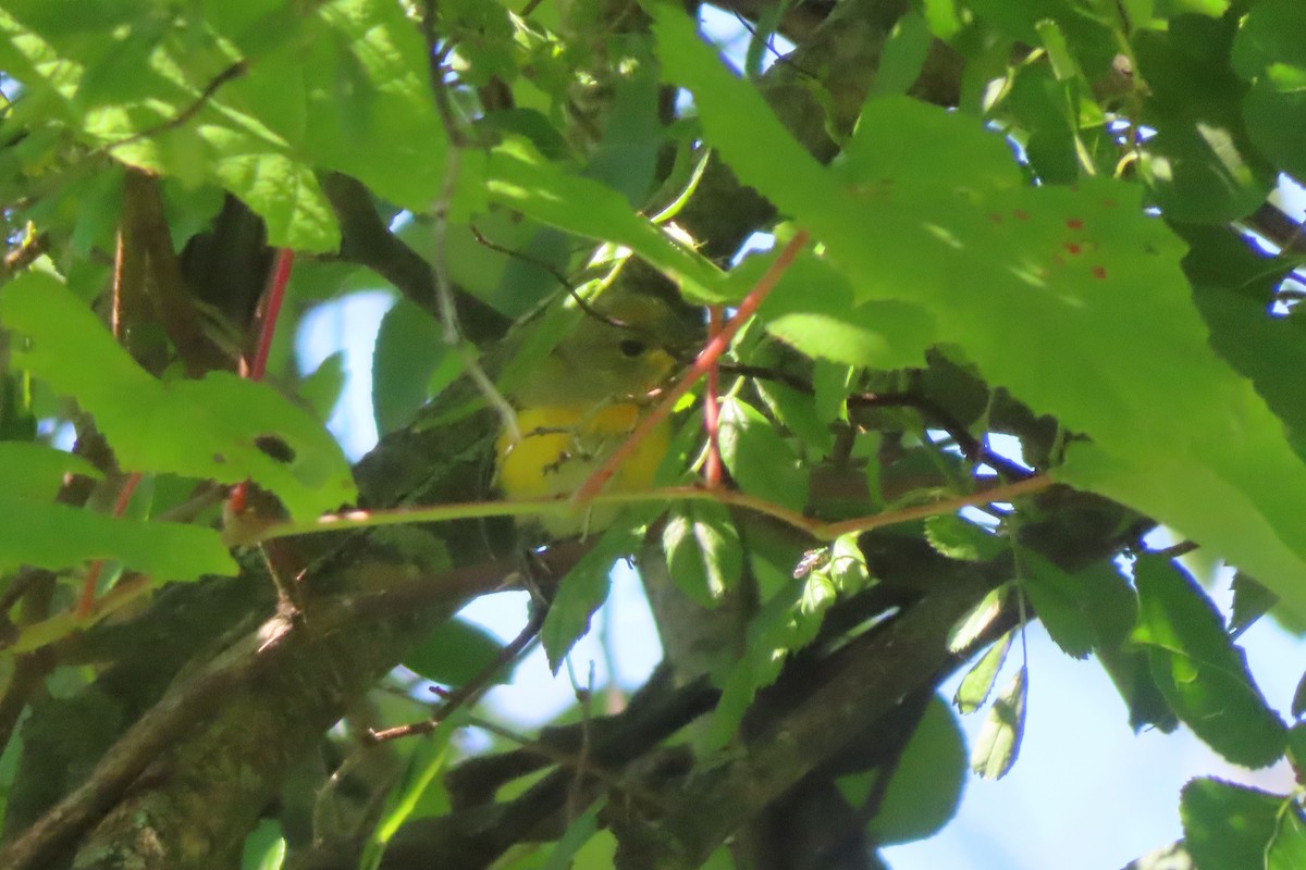 Prothonotary Warbler - ML621077493