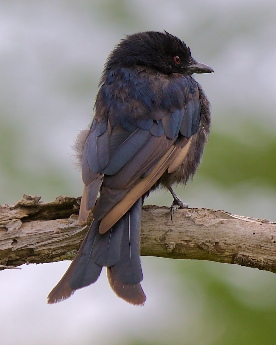 Fork-tailed Drongo - ML621077500