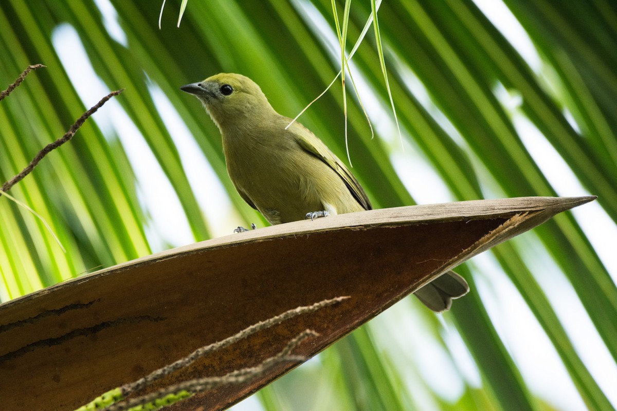 Palm Tanager - ML621077574