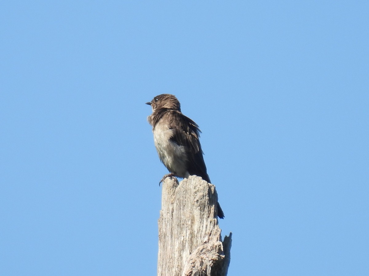 Northern Rough-winged Swallow - ML621077606