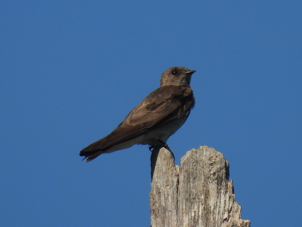 Northern Rough-winged Swallow - ML621077630