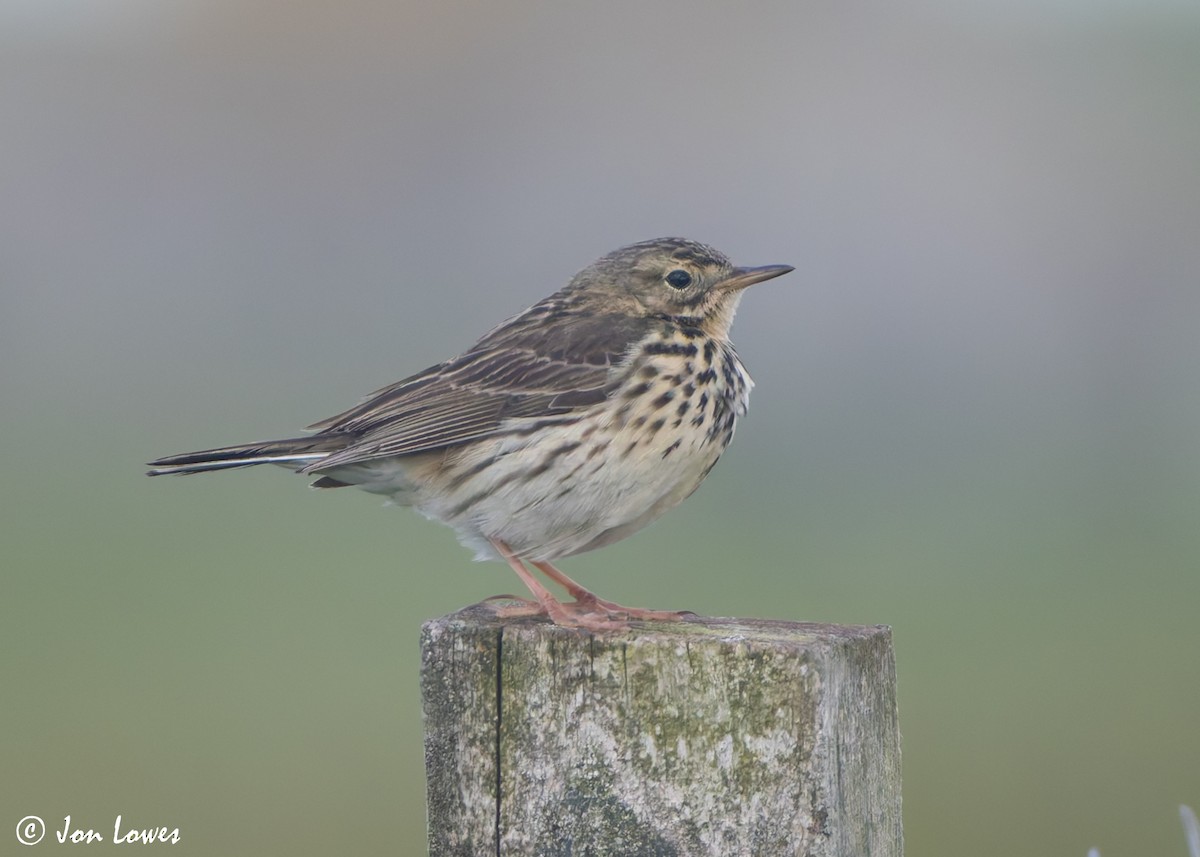 Meadow Pipit - ML621077637