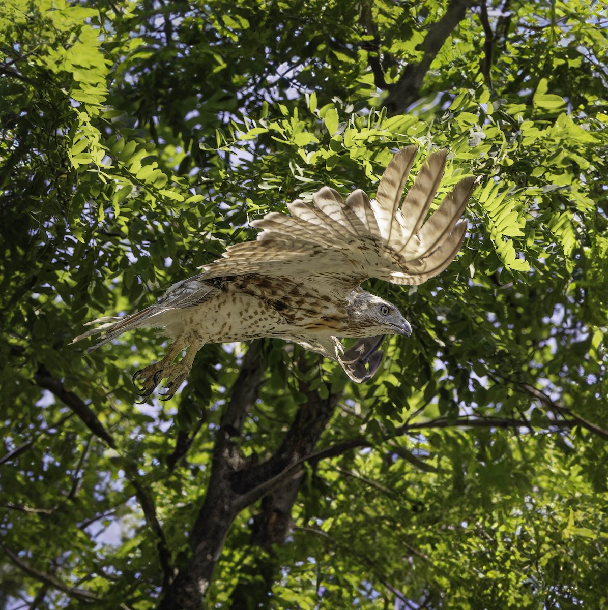 Red-tailed Hawk - ML621077645