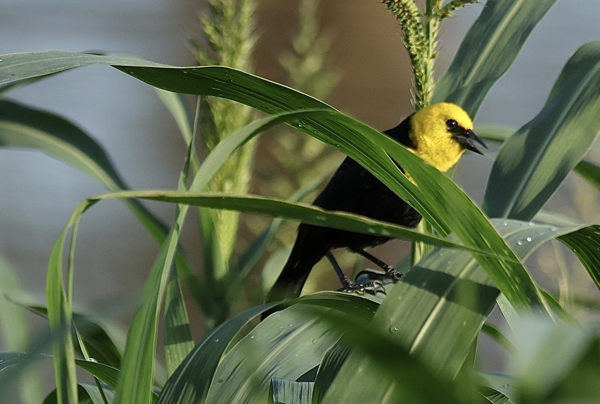 Yellow-hooded Blackbird - ML621077663