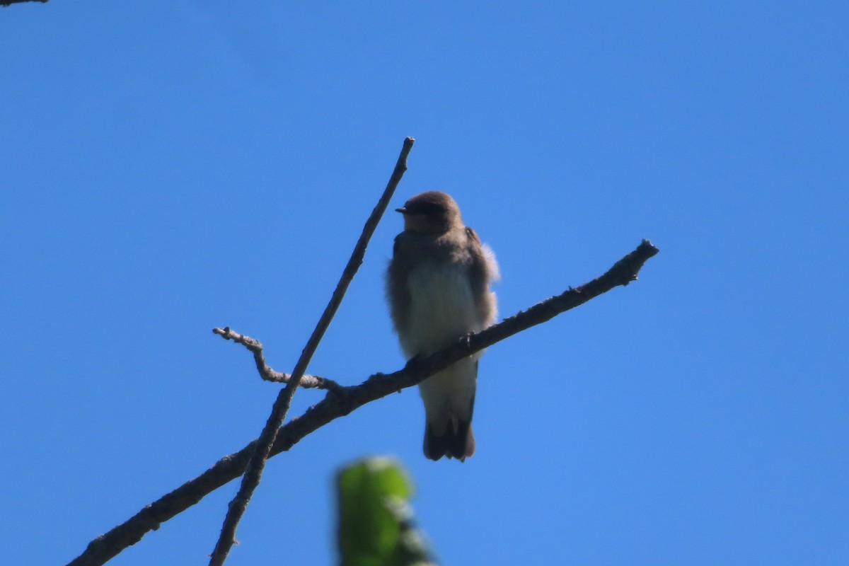 Northern Rough-winged Swallow - ML621077712