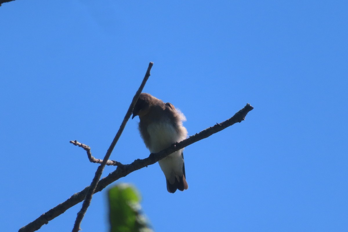 Northern Rough-winged Swallow - ML621077713