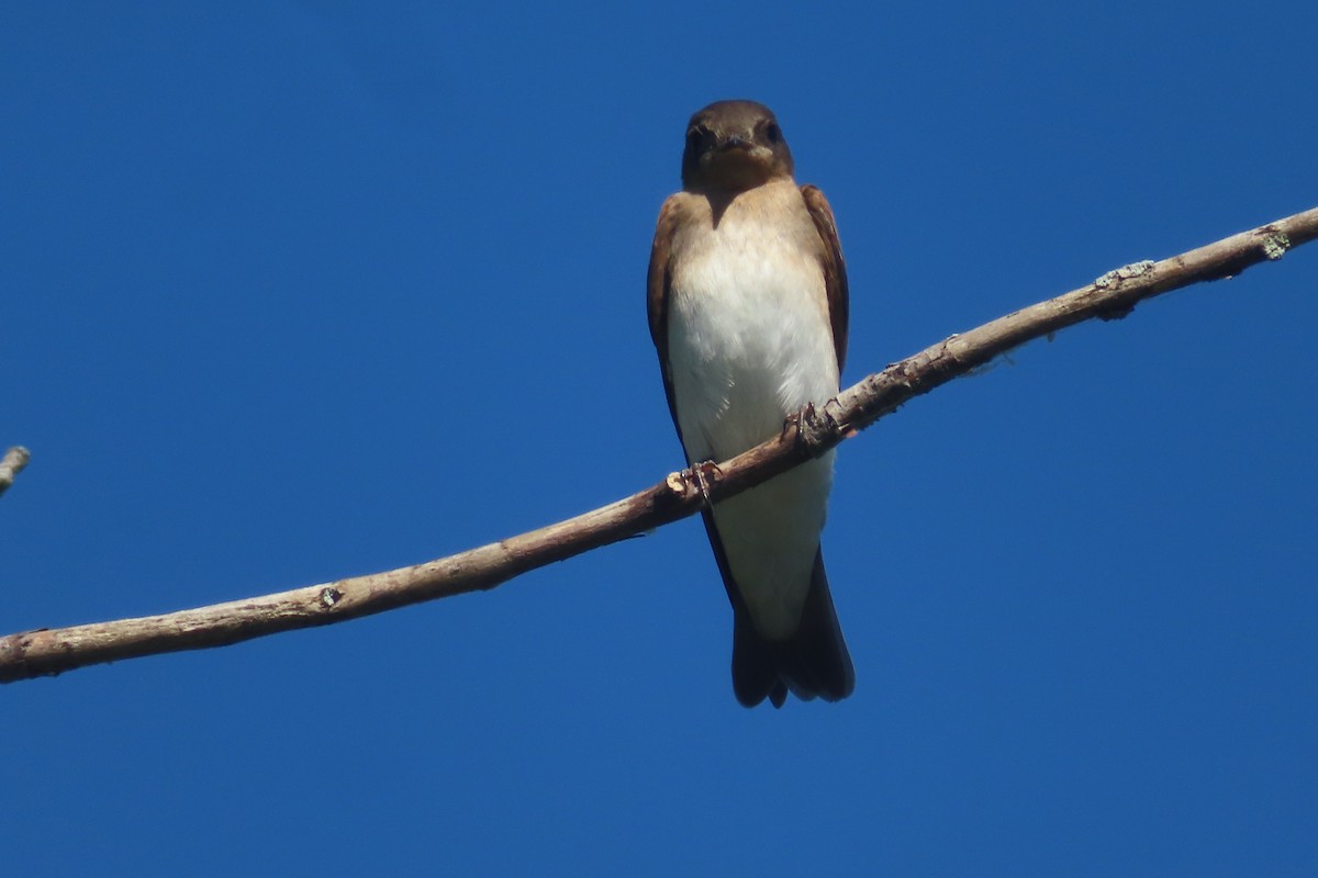 Northern Rough-winged Swallow - ML621077714