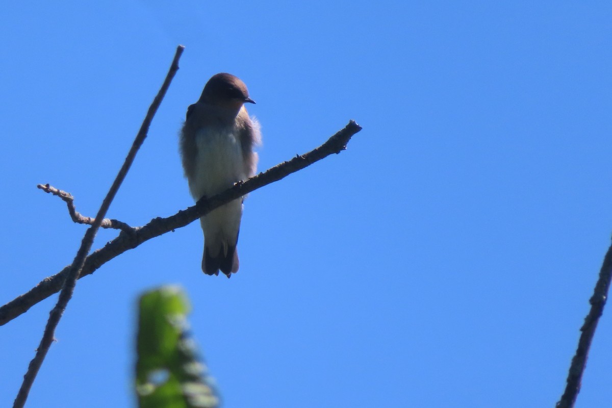 Northern Rough-winged Swallow - ML621077716