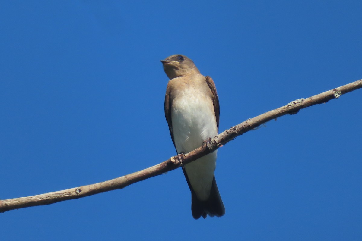 Northern Rough-winged Swallow - ML621077717