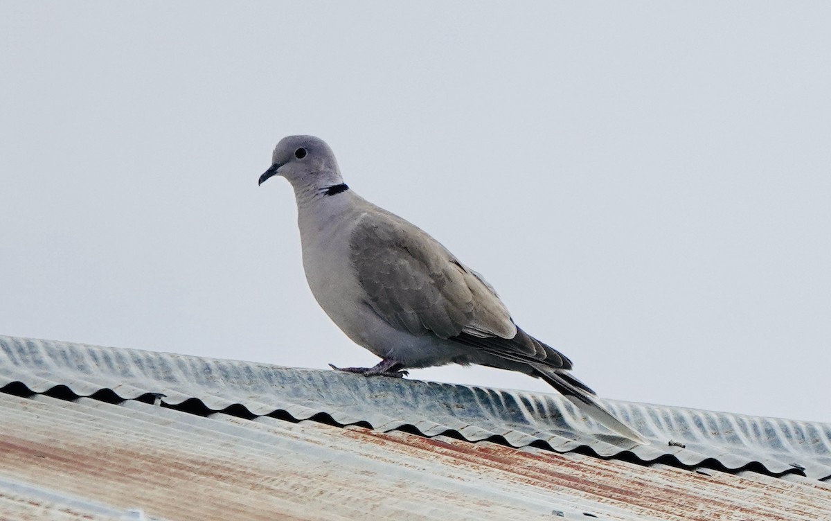 Eurasian Collared-Dove - ML621077720