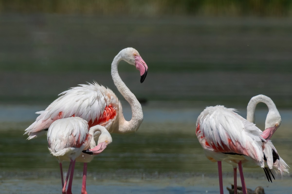 Greater Flamingo - ML621077732