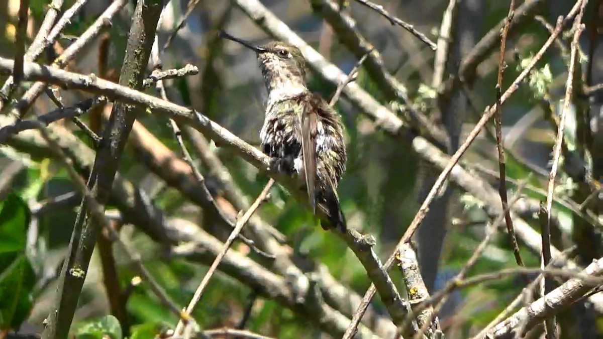 Anna's Hummingbird - ML621077738