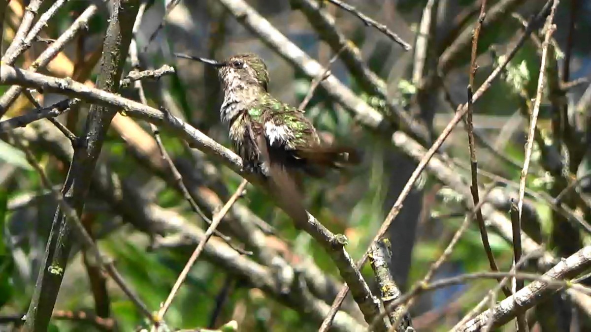 Anna's Hummingbird - ML621077739