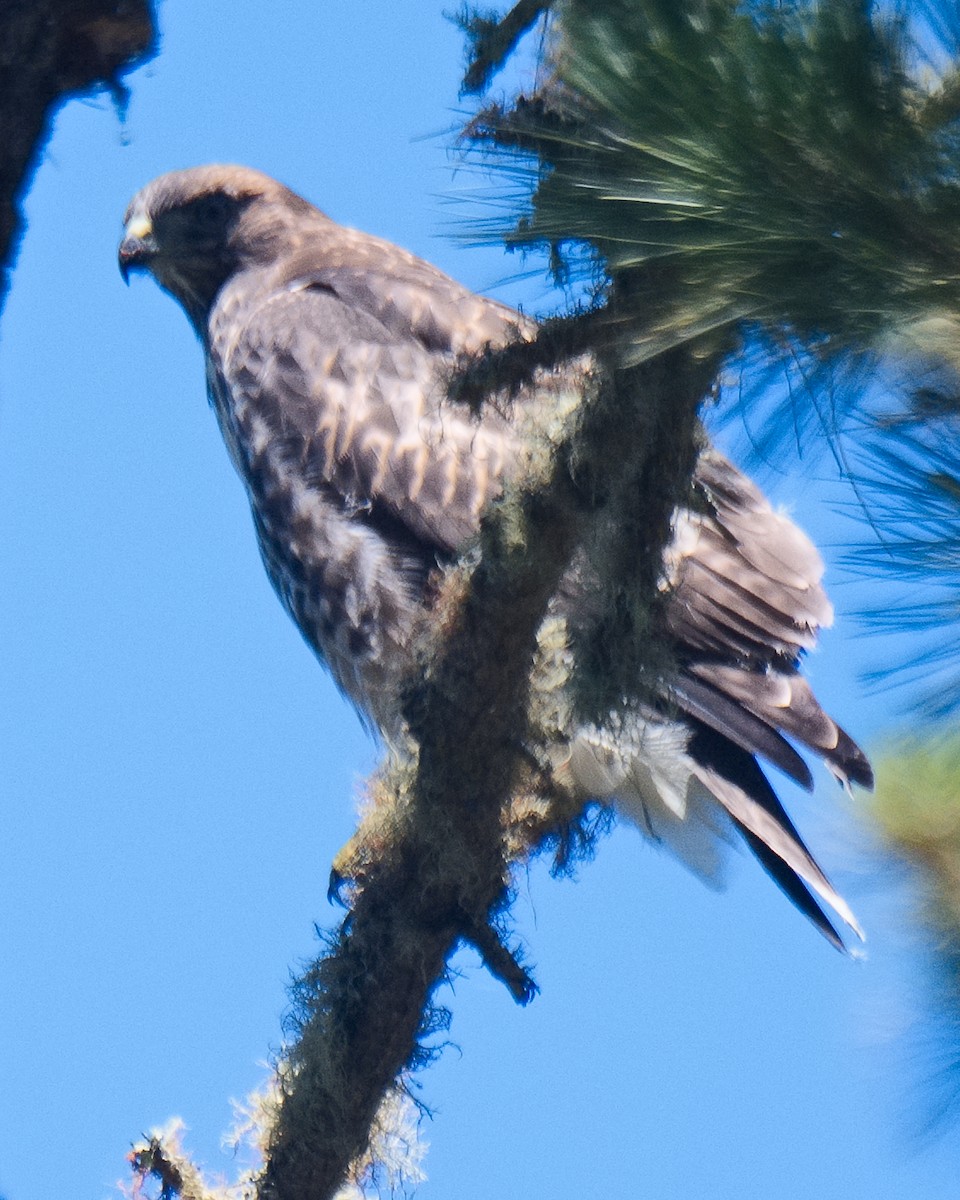 Red-tailed Hawk (calurus/alascensis) - ML621077756