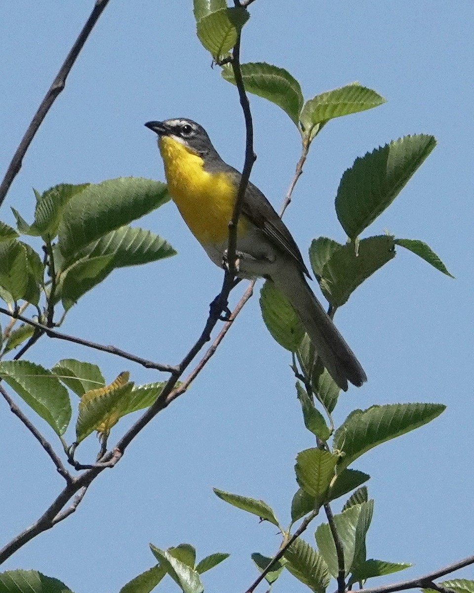 Yellow-breasted Chat - ML621077758