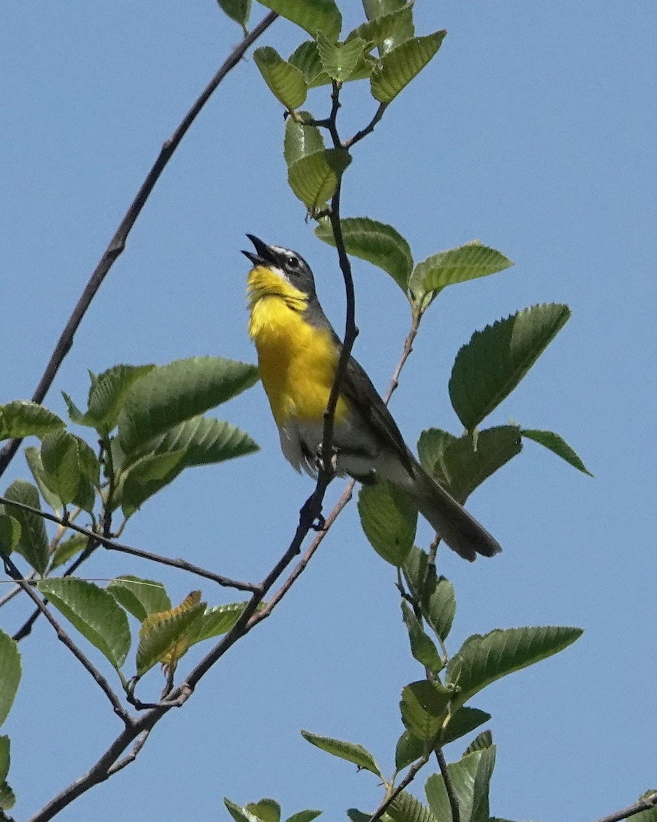 Yellow-breasted Chat - ML621077759