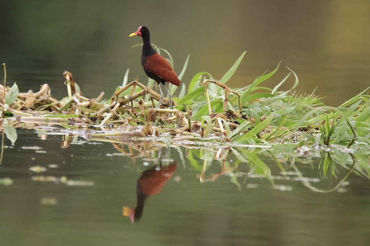 Wattled Jacana (Chestnut-backed) - Andrew E and Rebecca A Steinmann