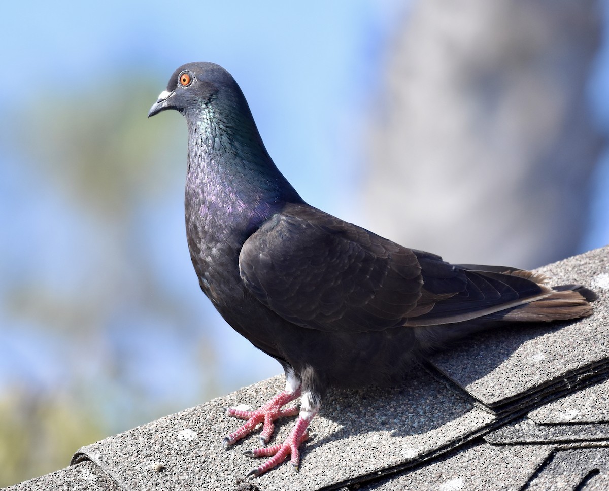 Rock Pigeon (Feral Pigeon) - ML621077773