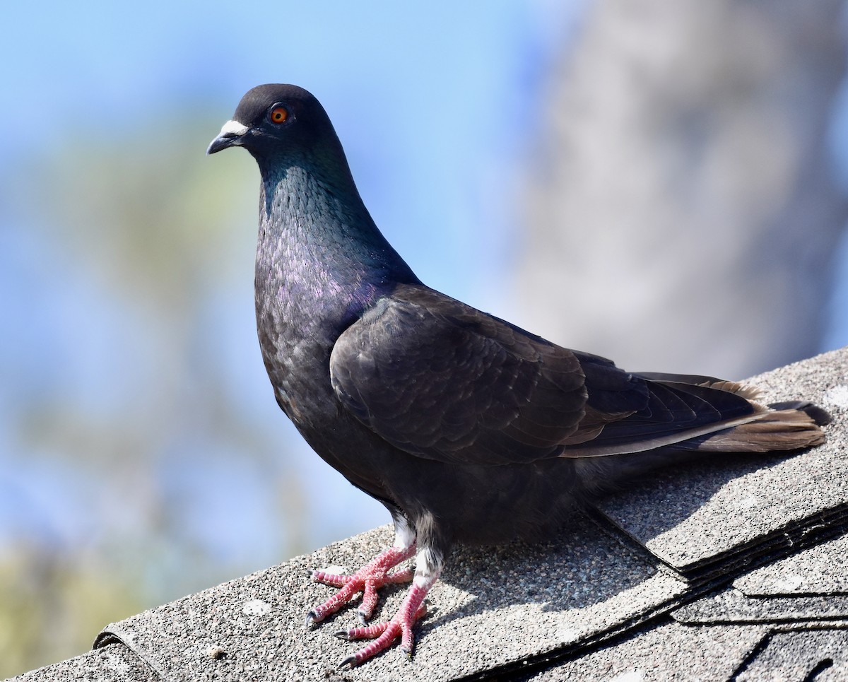 Rock Pigeon (Feral Pigeon) - ML621077775